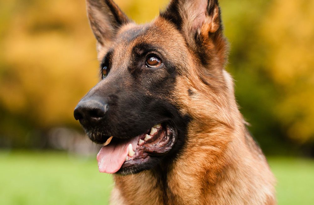 German Shepherd With Tongue Out