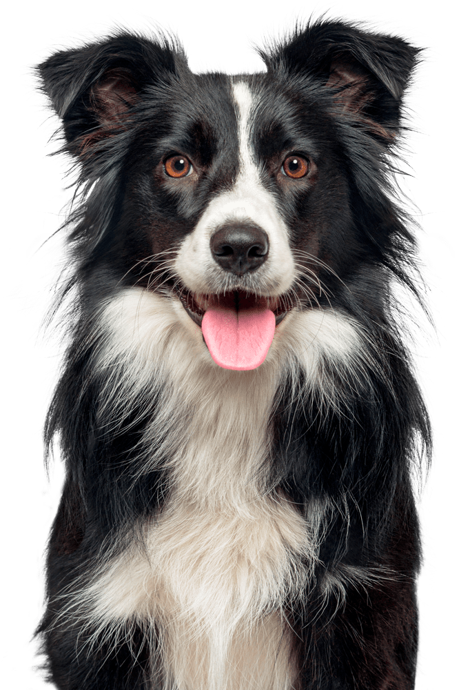 Black And White Dog With Tongue Out