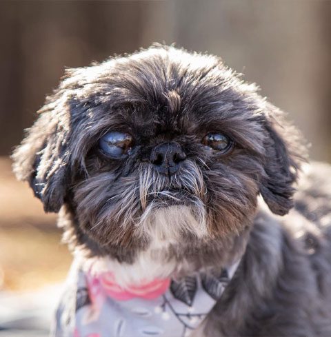 Dog Named Cutie With Pink Collar