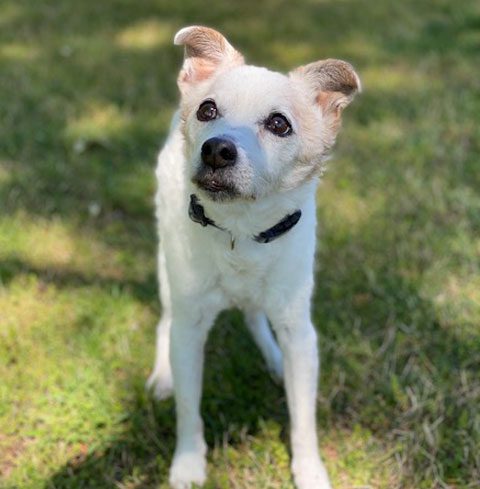 Dog Named Patches On Grass