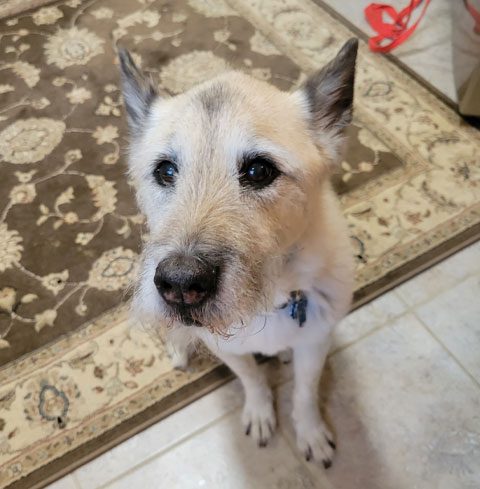 Dog Named Penny Sitting On Rug