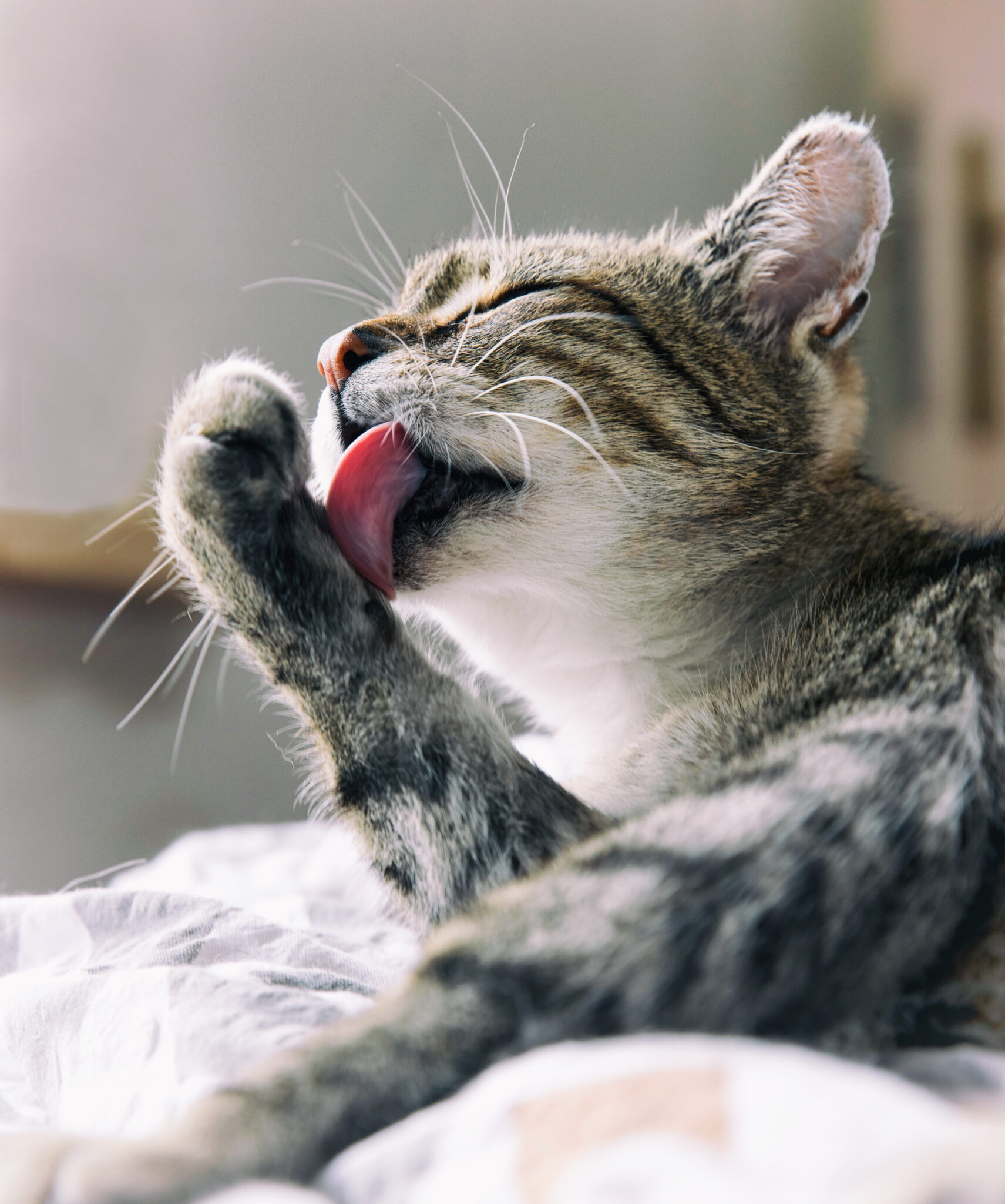 Tabby Cat Resting On A Couch Licking Paw Tabby Cat Resting On A Couch Licking Paw
