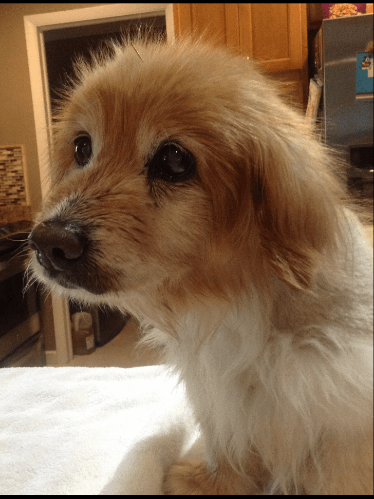 acupuncture on small brown dog