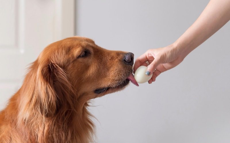 female hand feeding hard boiled egg to golden retriever