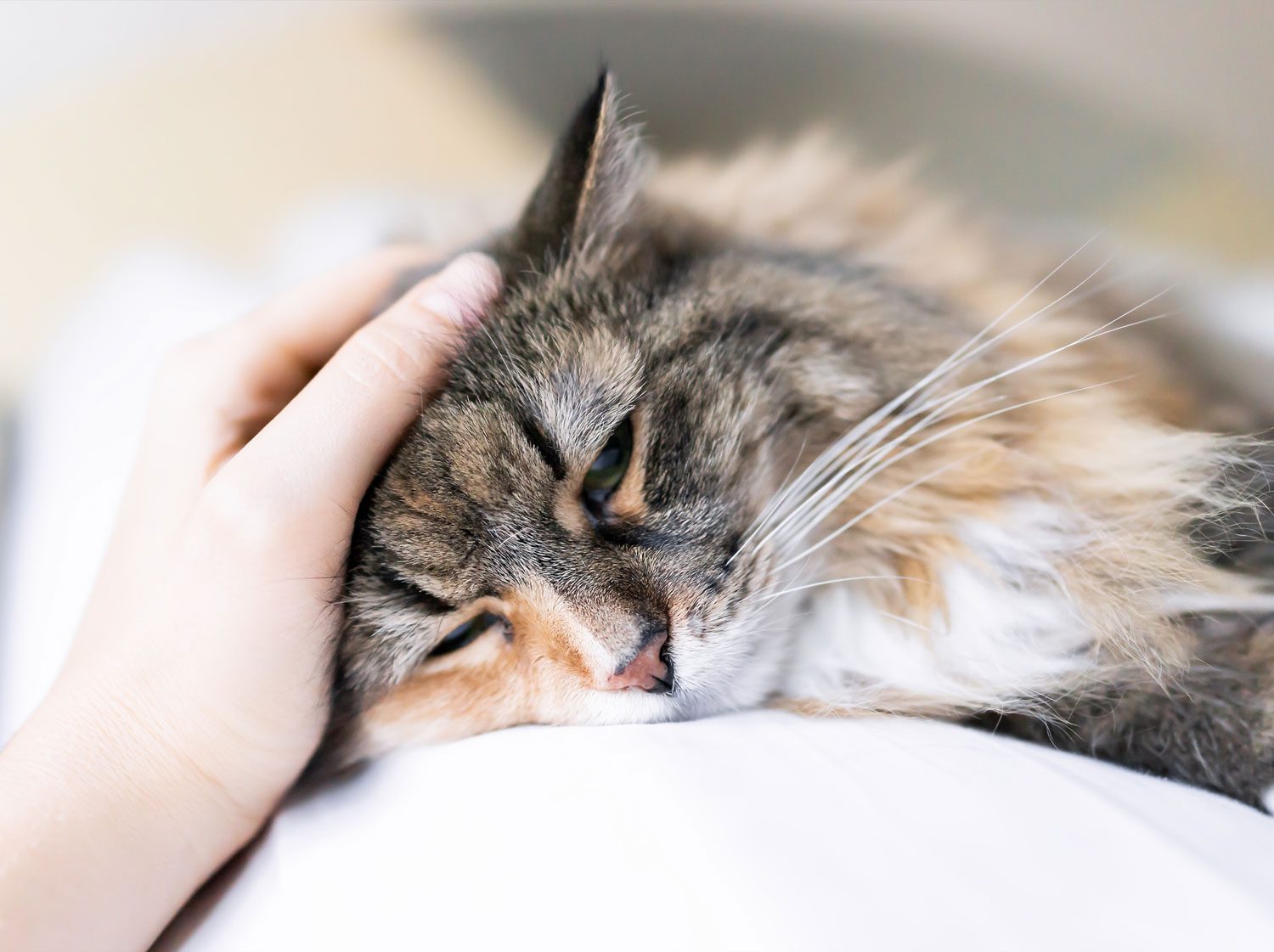 Cat Being Pet By Owner While Lying Down On Blanket
