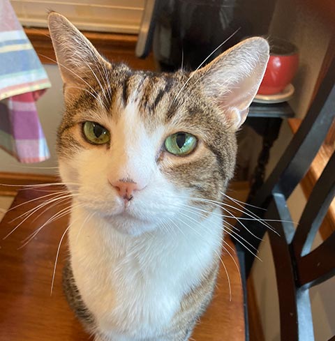 cat named Tiger sitting on kitchen table