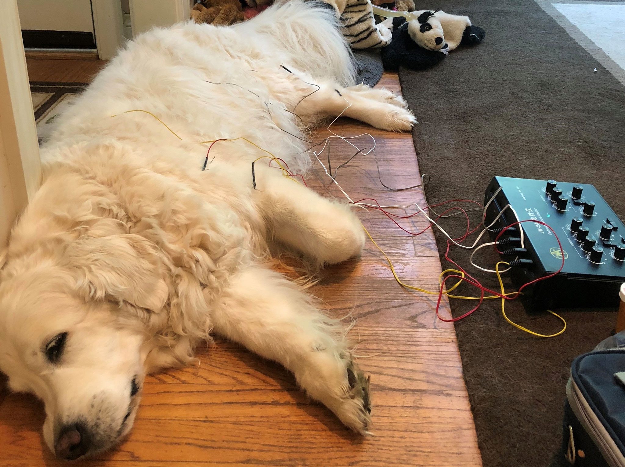 dog named Abby lying on side during acupuncture treatment dog named Abby lying on side during acupuncture treatment