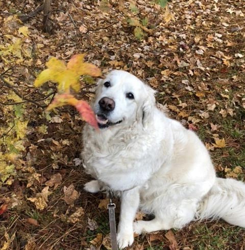 dog named Abby outside with fallen leaves during autumn