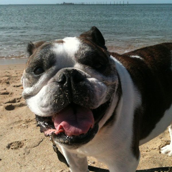 Dog named Armani outside at the beach