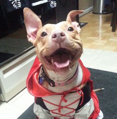 Dog Named Fig Dressed Up In Halloween Costume