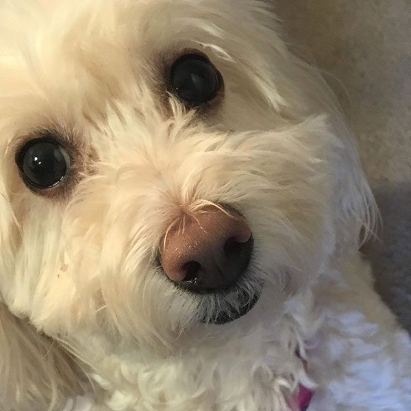 dog named Mandy sitting at home