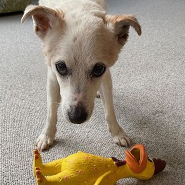 Dog named Patches With Stuffed Duck that was his nemesis