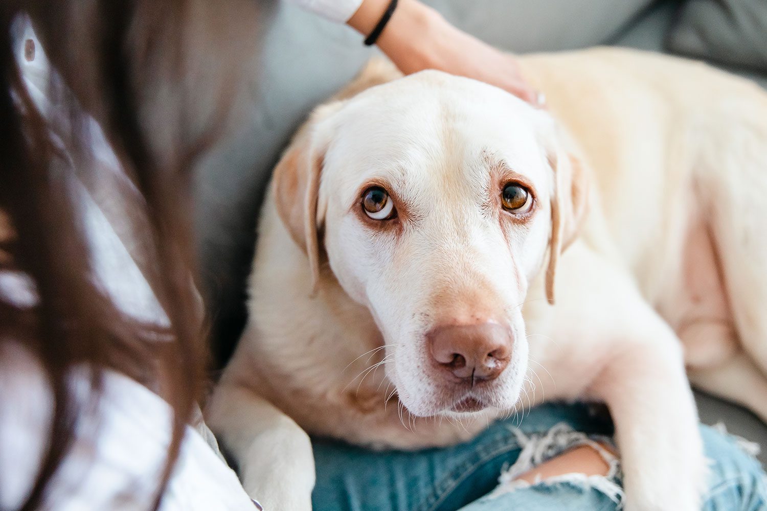female petting senior labrador retriever