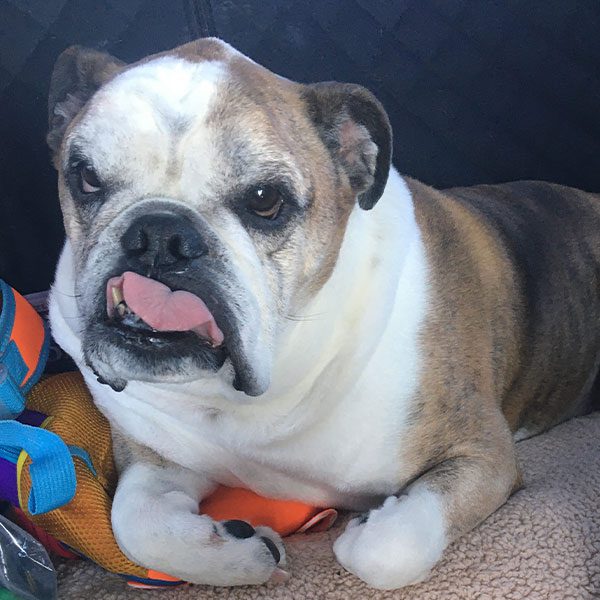 dog named Rambo sitting with toys