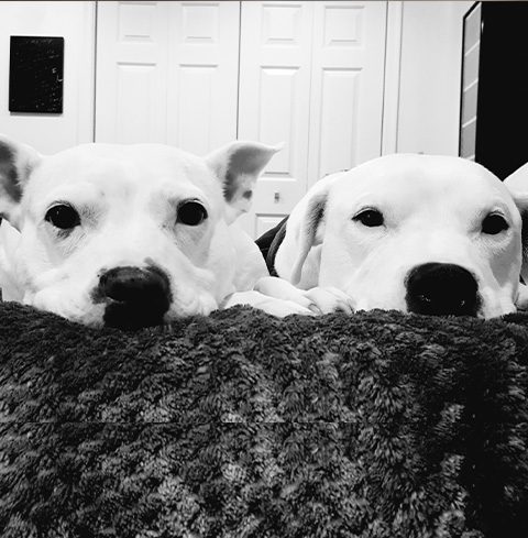 two white dogs laying down together