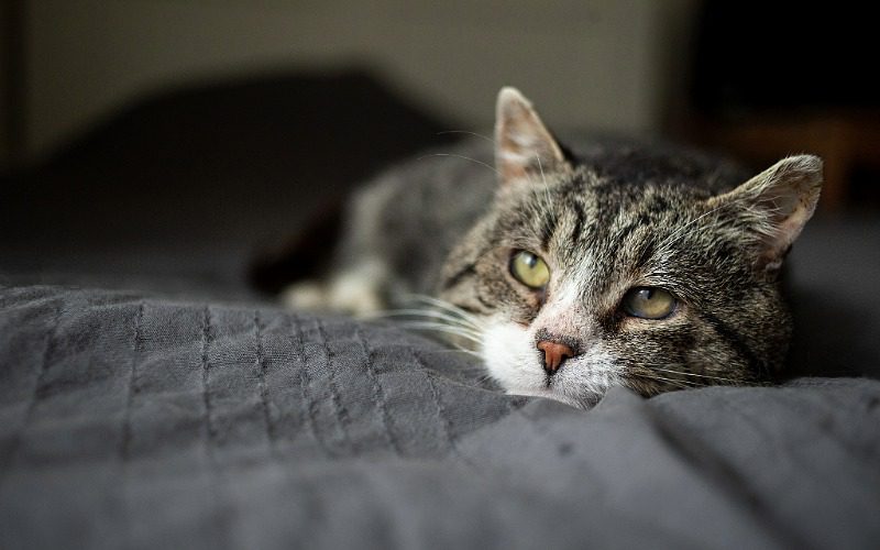 Senior Cat, striped brown and black with white around mouth and nose