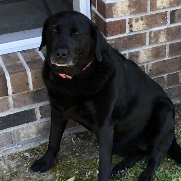 Female black Labrador Retriever