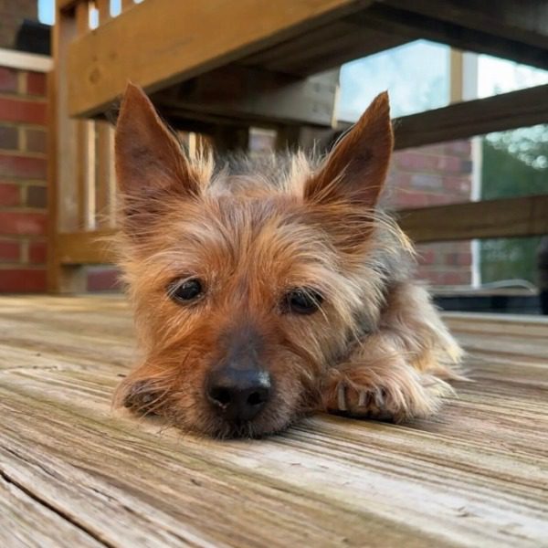 Yorkie dog named Sammy