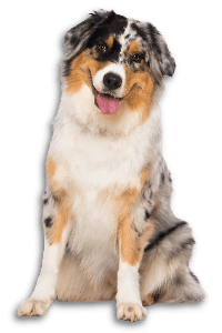 Australian Shepherd