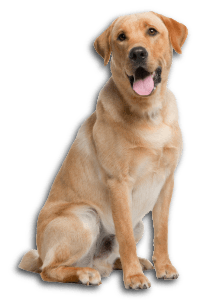 Labrador