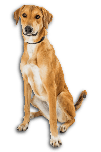 Large Mixed Breed Dog