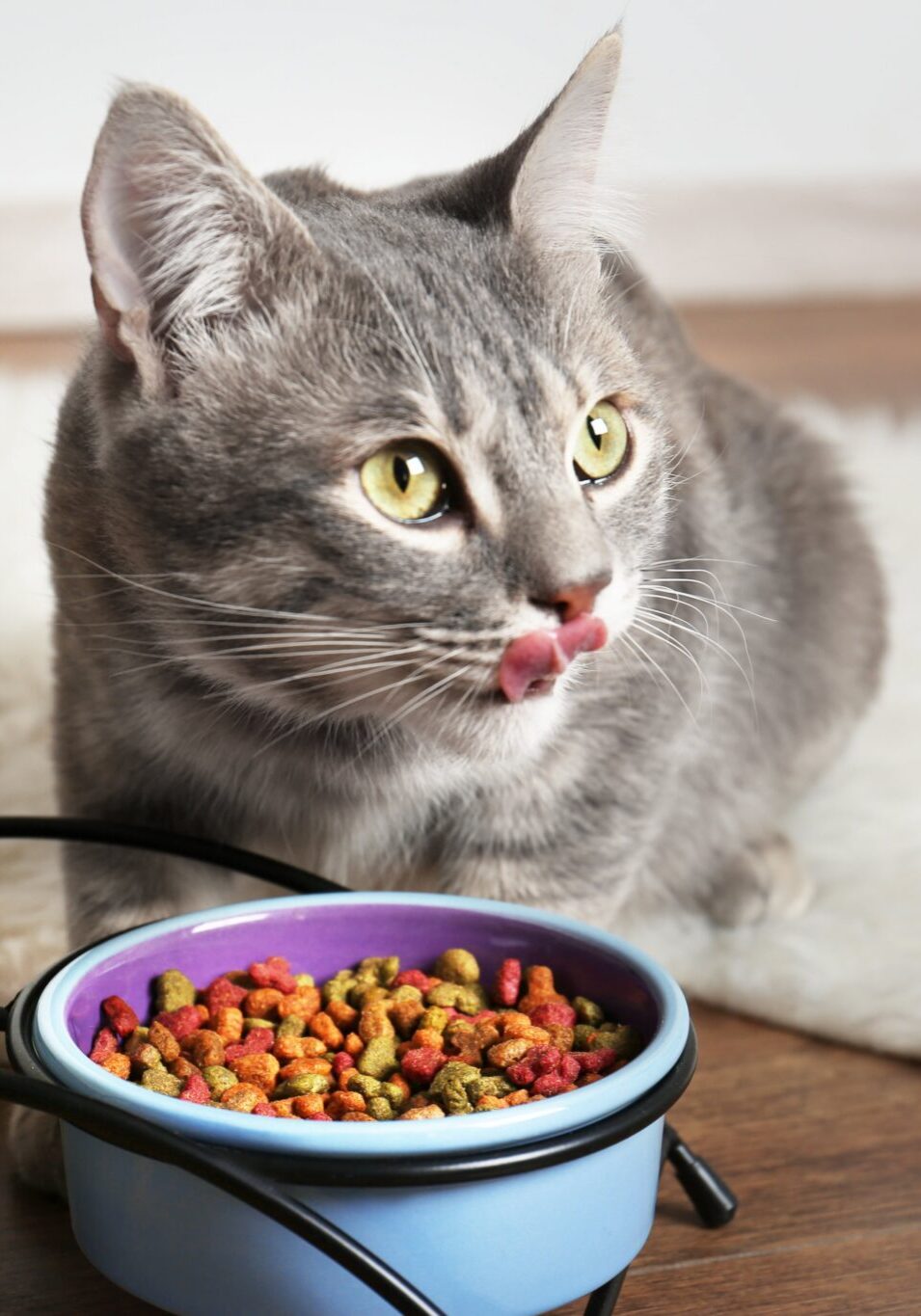 Adobestock 140702978 Min cat sitting on floor eating food