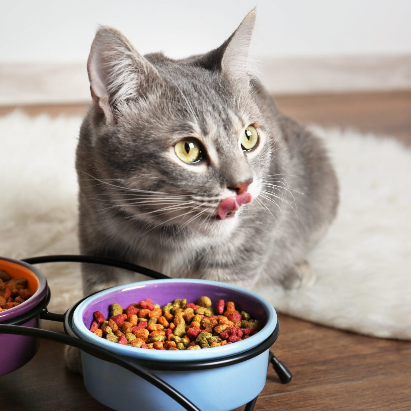 Adobestock 140702978 Min cat sitting on floor eating food