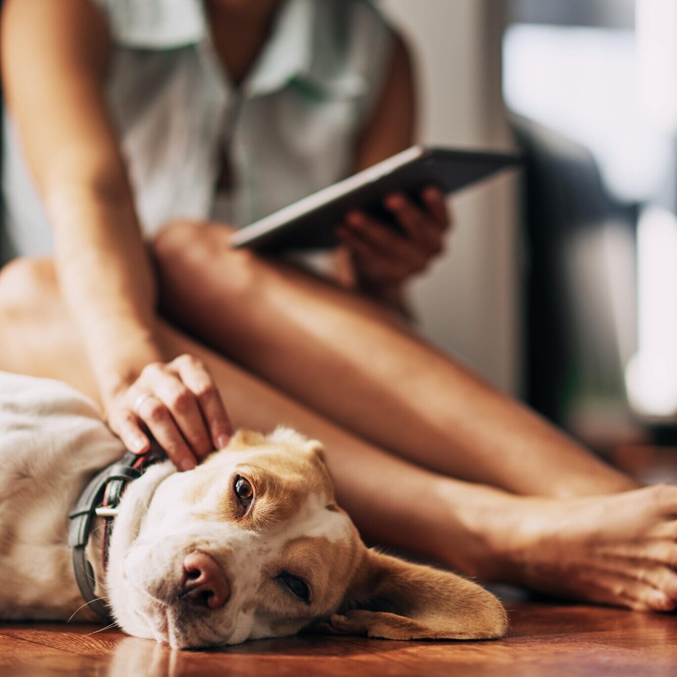 Adobestock 203037325 Min woman sitting on the floor using a tablet and petting her dog