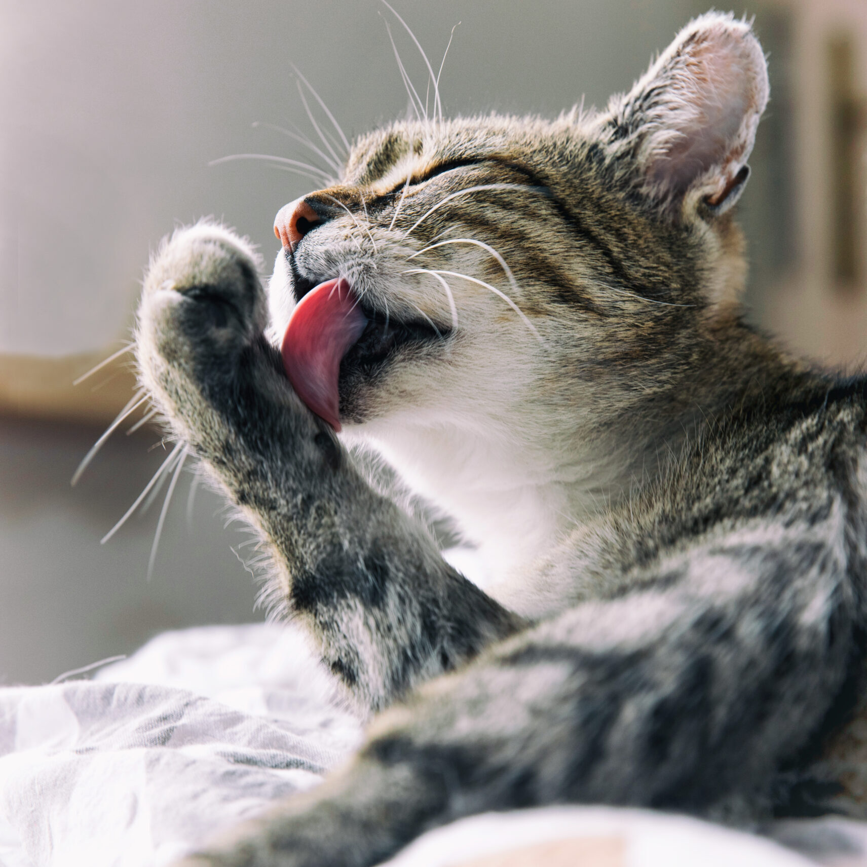 Tabby Cat Resting On A Couch Licking Paw Tabby Cat Resting On A Couch Licking Paw