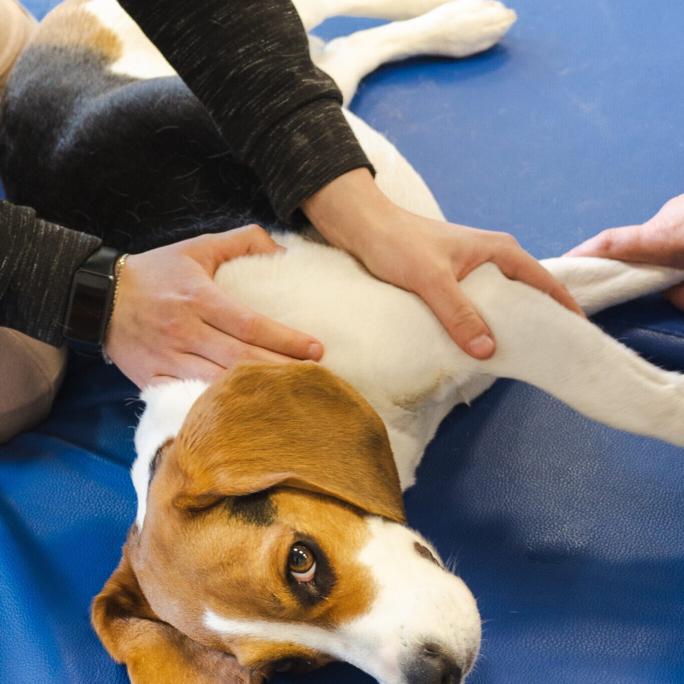 Pet Physical Therapist Make Massage For Beagle Dogs woman giving tui-na massage to Beagle