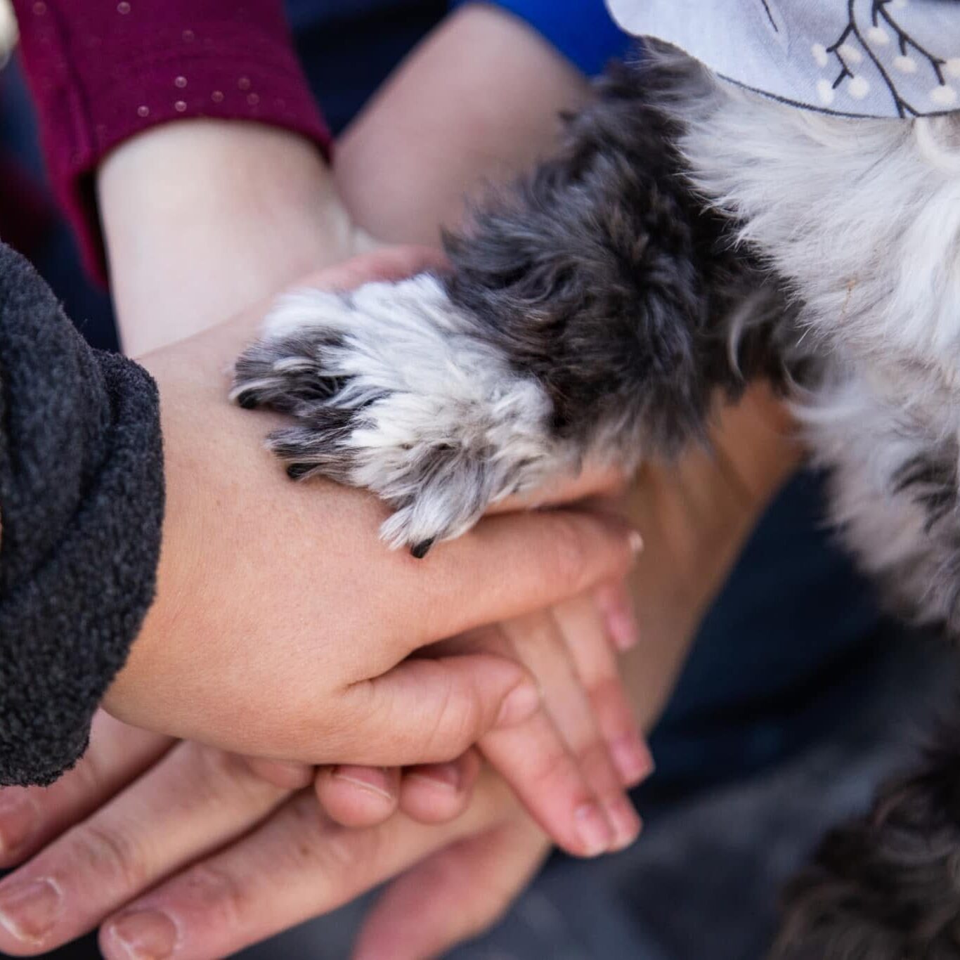 white and grey dog paw with children hands