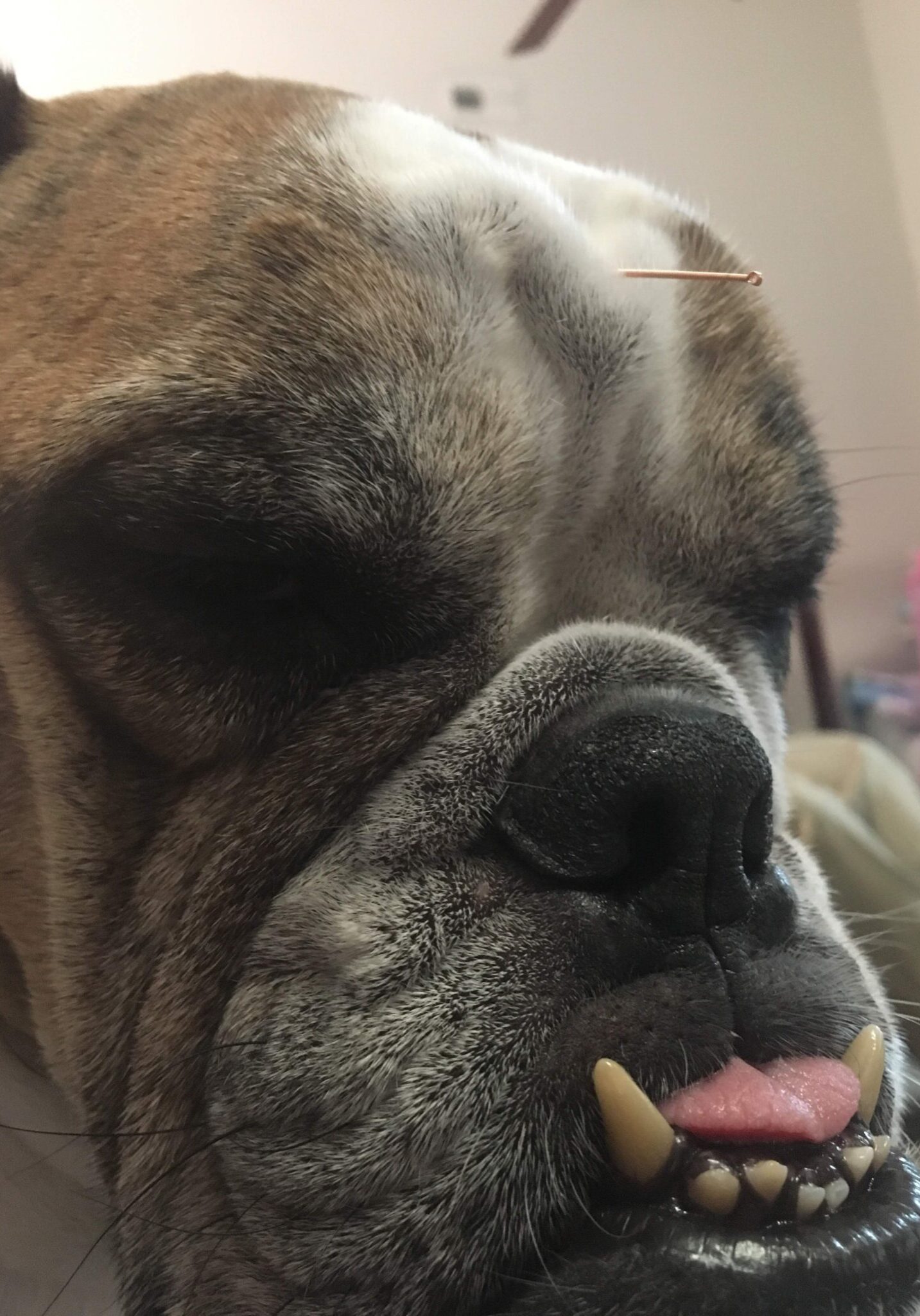 Rambo My Dog3 acupuncture treatment on bull dog