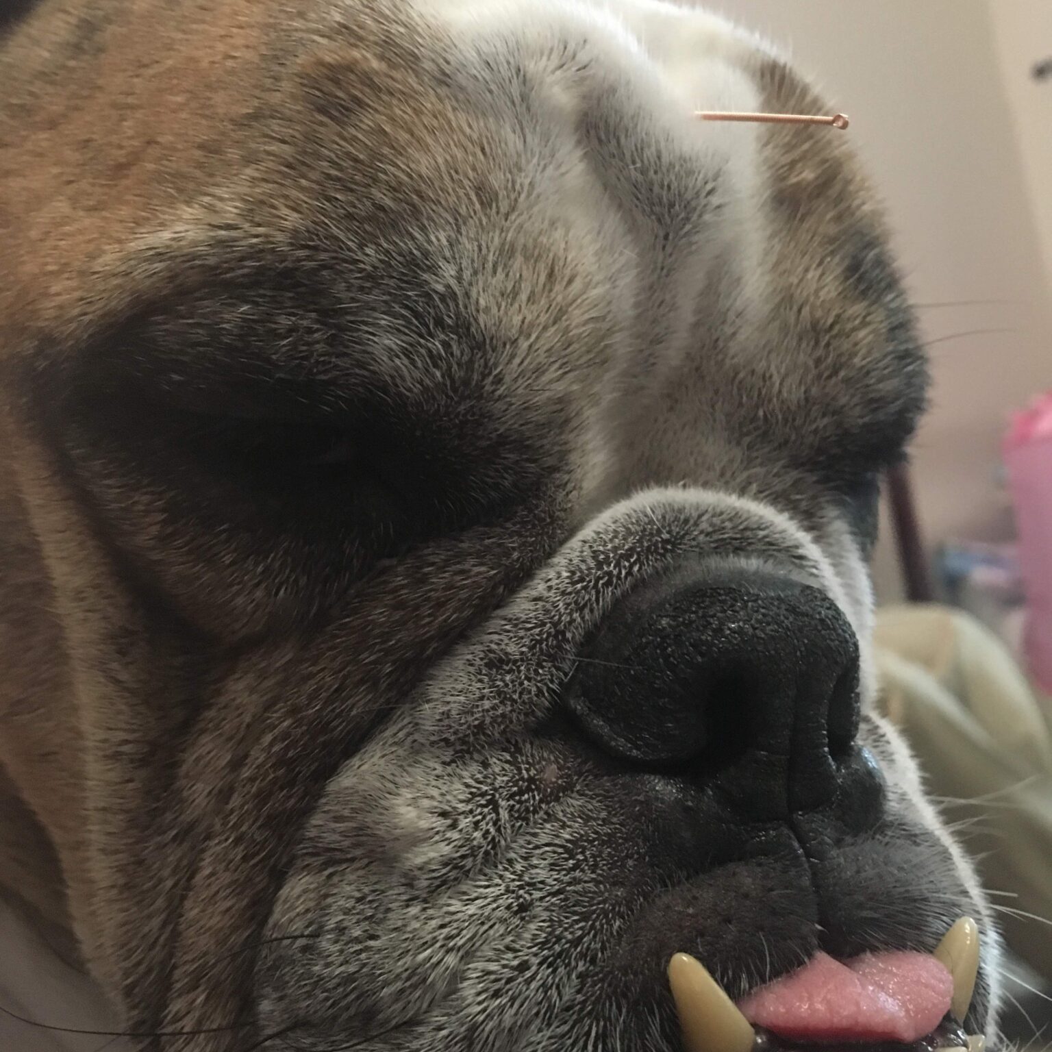 Rambo My Dog3 acupuncture treatment on bull dog