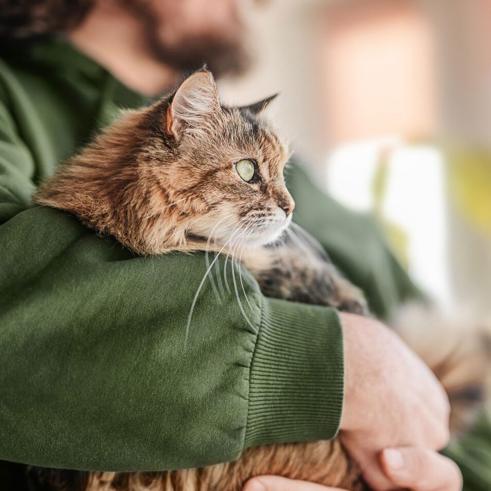 Cat Held By Owner Looking Out Window
