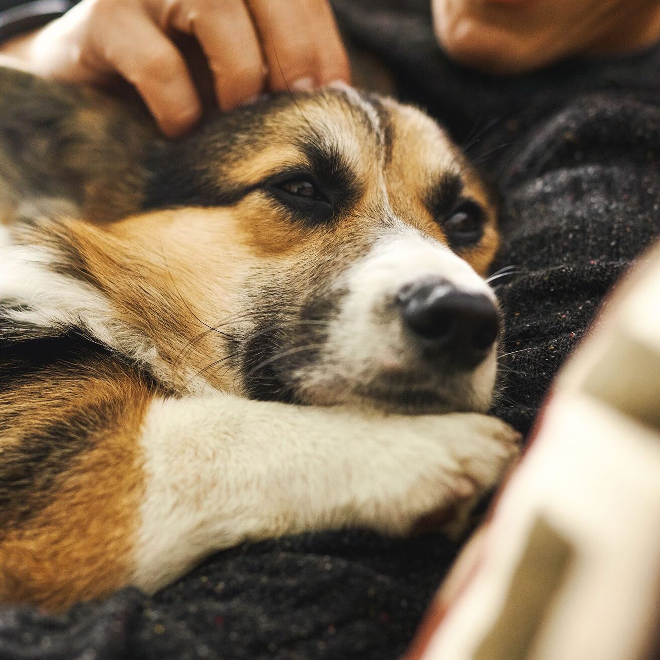 Dog Lying On Owner While He Pets Dog