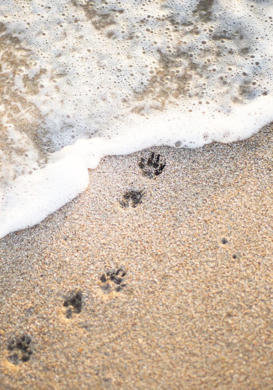 Dog Paw Prints In The Sand near the shoreline