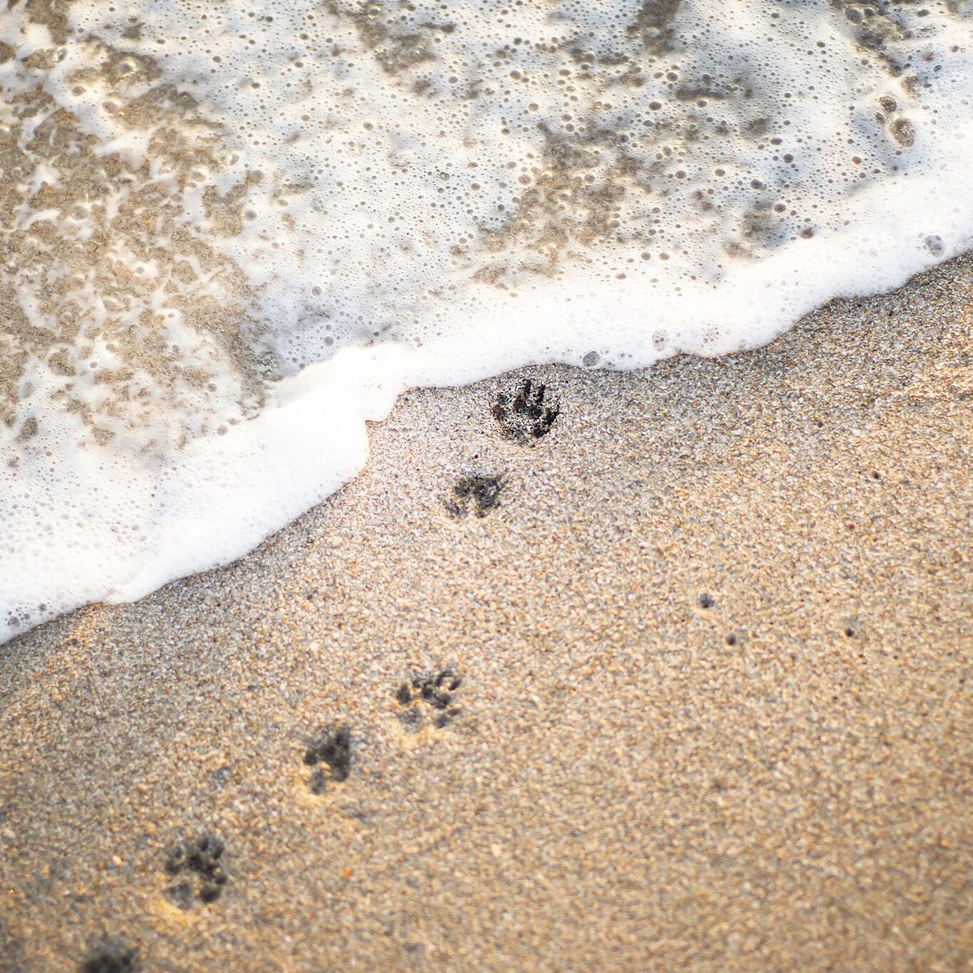 Dog Paw Prints In The Sand near the shoreline