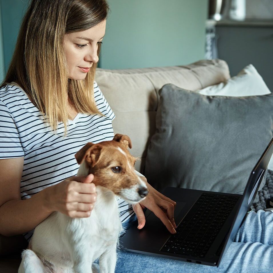 female using laptop and sitting with jack russell terrier dog on couch indoors