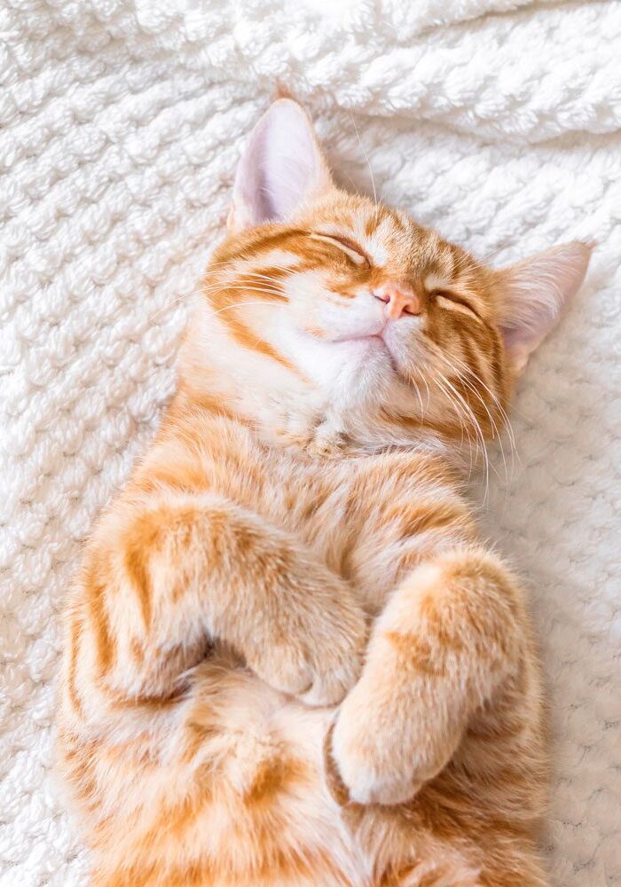 Ginger Cat Sleeping Ginger Cat Sleeping On Bed