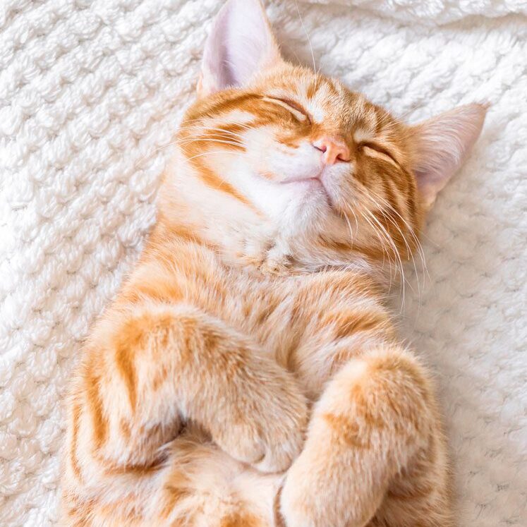 Ginger Cat Sleeping Ginger Cat Sleeping On Bed