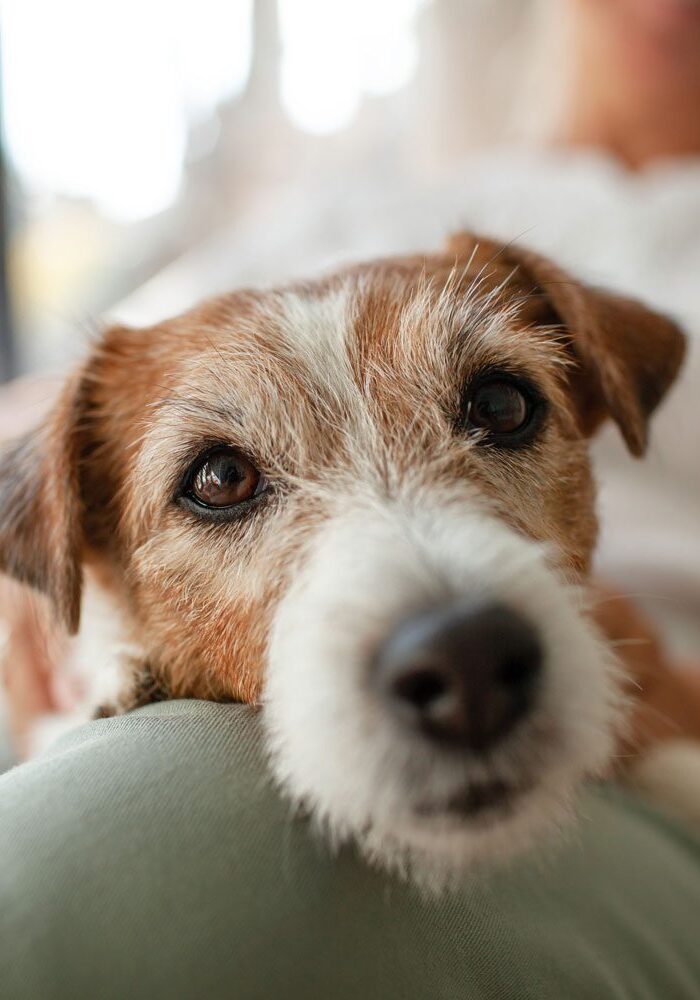 Jack Russell Terrior On Lap Jack Russell Terrier On Owners Lap