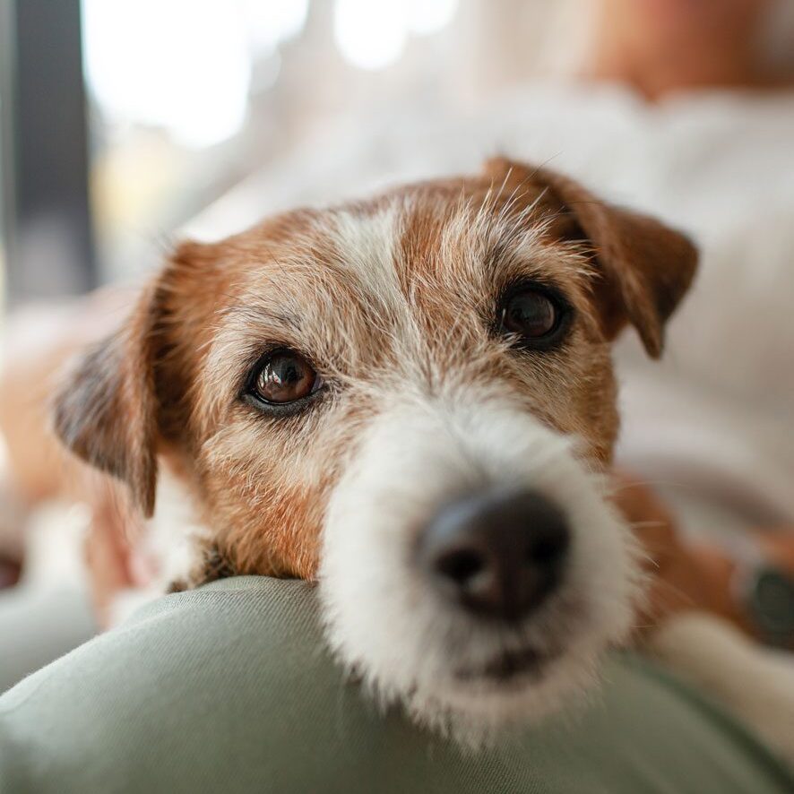 Jack Russell Terrior On Lap Jack Russell Terrier On Owners Lap