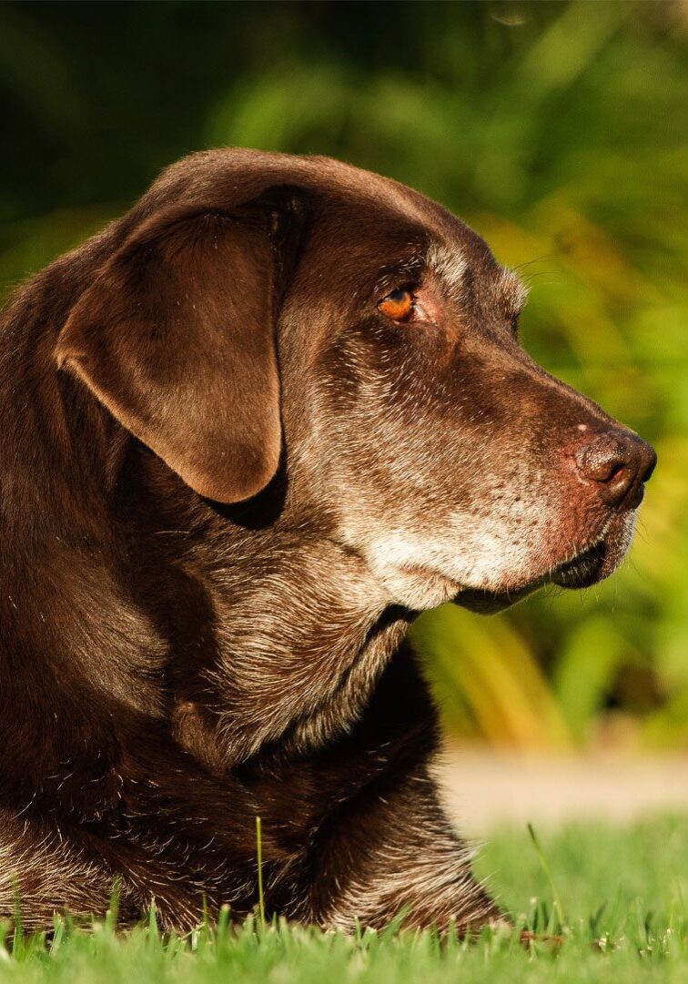 Older Brown Dog Lying On grass