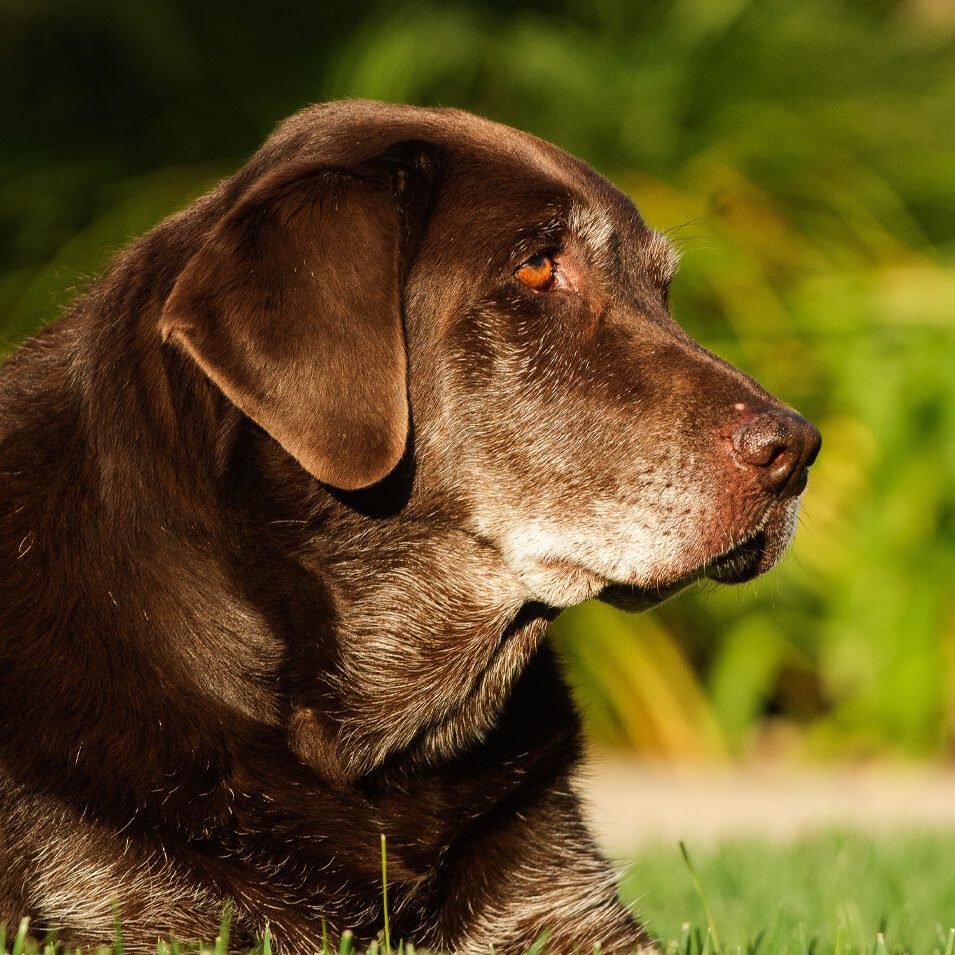 Older Brown Dog Lying On grass