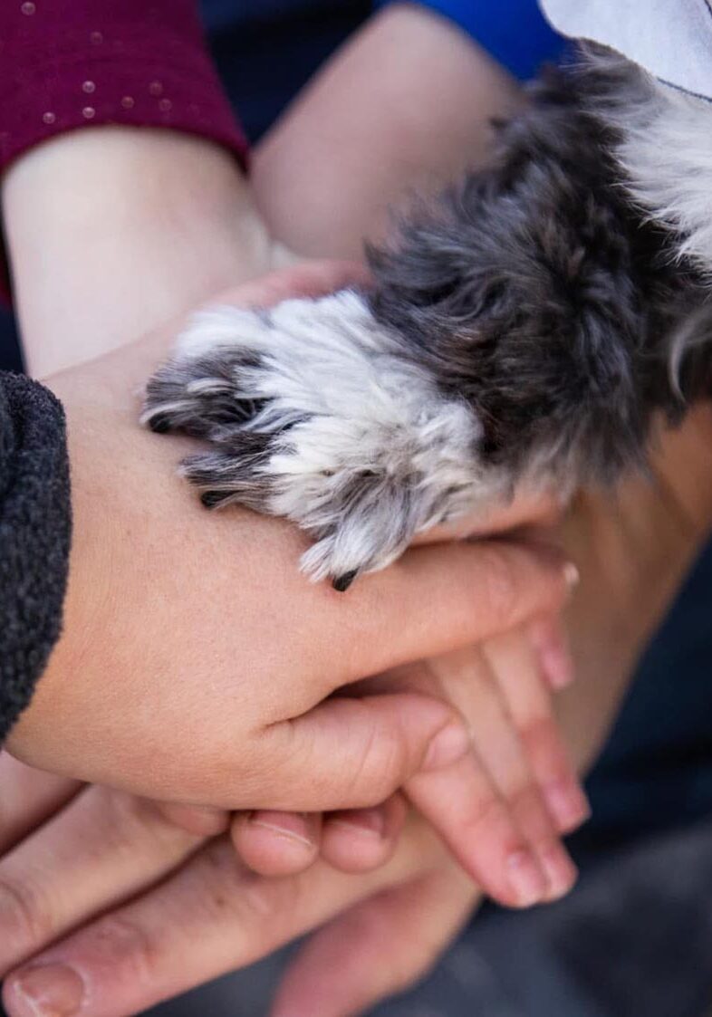 dog's paw covering hands
