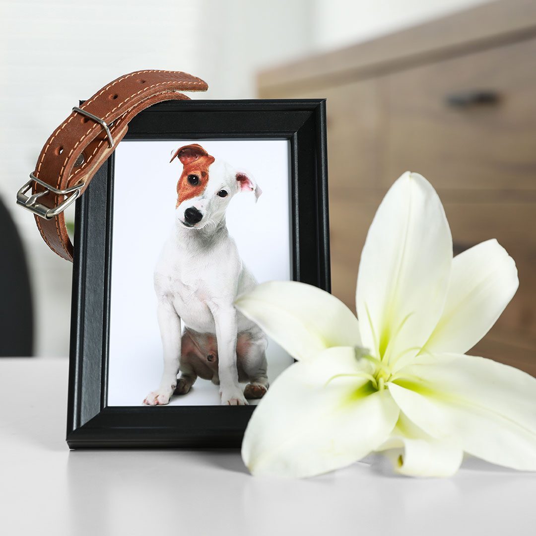 Frame with picture of dog, collar and lily flower on white table indoors