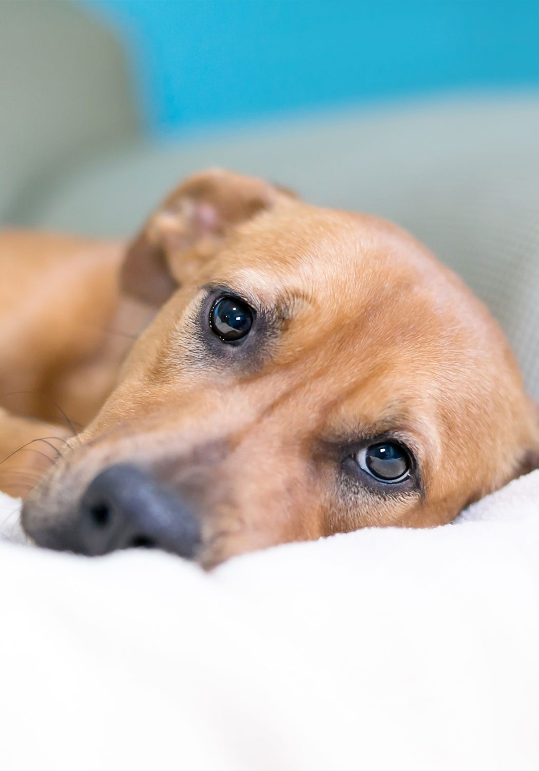 Brown Dog Lying On Blanket