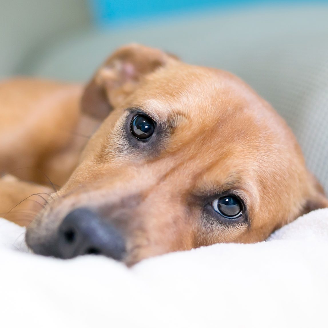 Brown Dog Lying On Blanket
