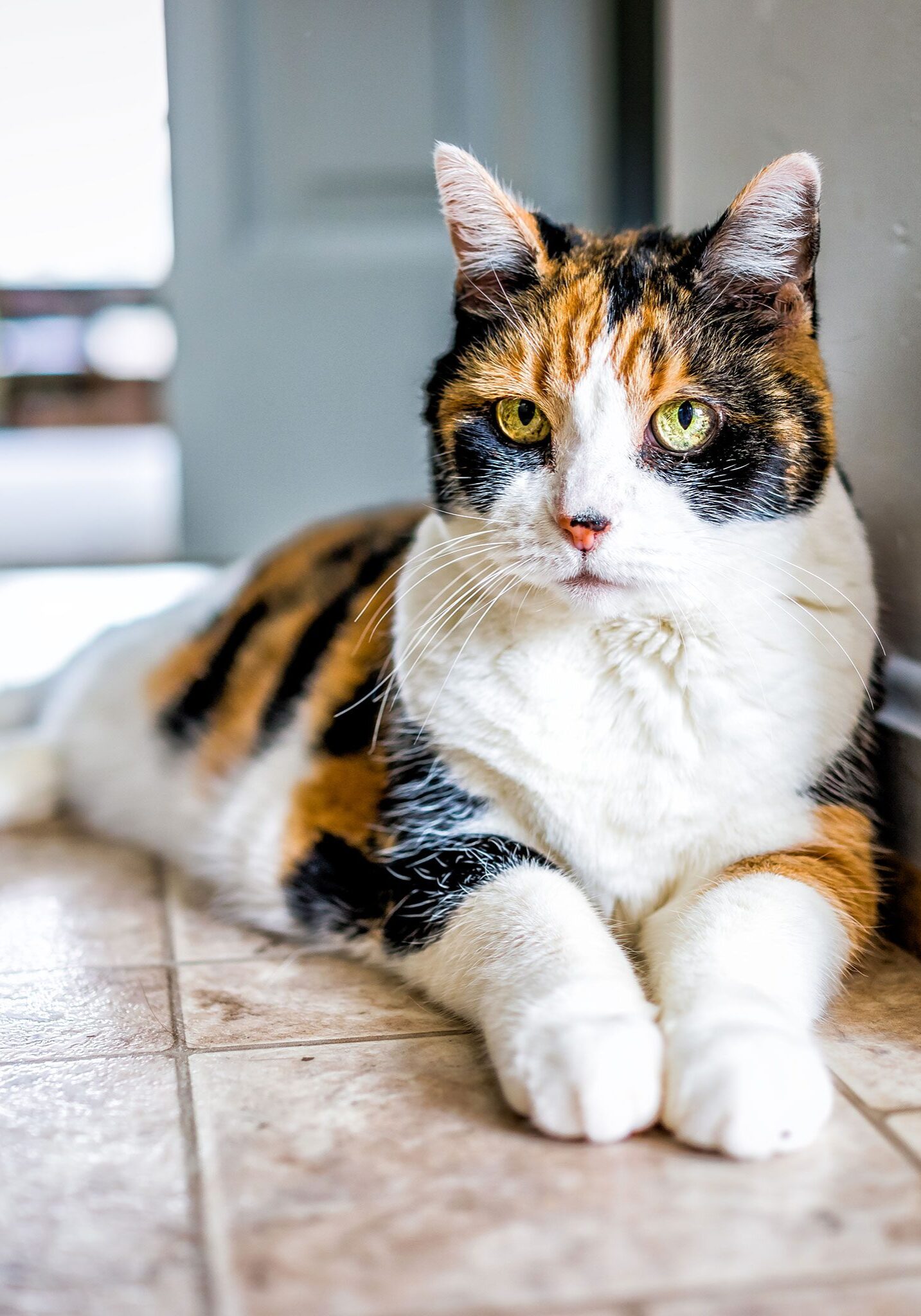 senior calico cat with green eyes lying on floor