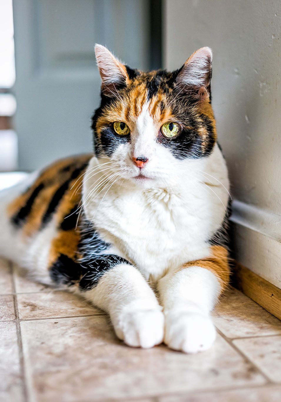 senior calico cat lying on floor indoors
